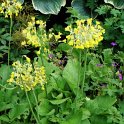 Primula florindae